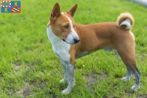Lire la suite à propos de l’article Éleveurs de Basenji et chiots en Bourgogne-Franche-Comté
