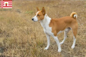 Lire la suite à propos de l’article Éleveurs de Basenji et chiots à Brême