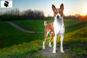 Lire la suite à propos de l’article Éleveurs de Basenji et chiots en Corse