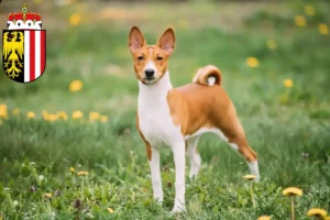 Lire la suite à propos de l’article Éleveurs de Basenji et chiots en Haute-Autriche