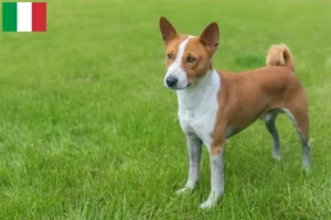 Lire la suite à propos de l’article Éleveurs de Basenji et chiots en Italie