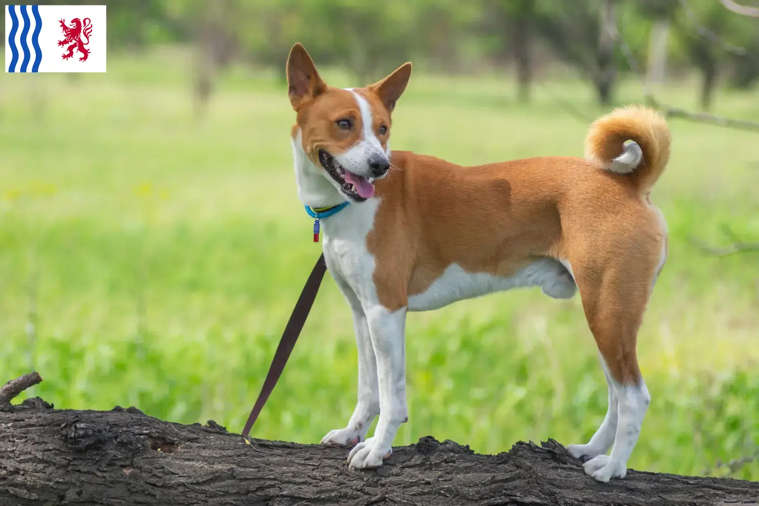 Chiots Basenji et éleveurs Nouvelle-Aquitaine Ici vous trouverez les éleveurs de Basenji en Nouvelle-Aquitaine.