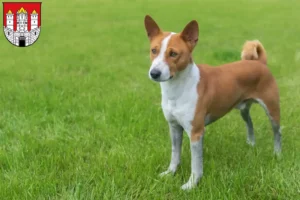 Lire la suite à propos de l’article Éleveurs de Basenji et chiots à Salzbourg