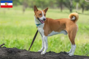 Lire la suite à propos de l’article Éleveurs de Basenji et chiots dans le Schleswig-Holstein