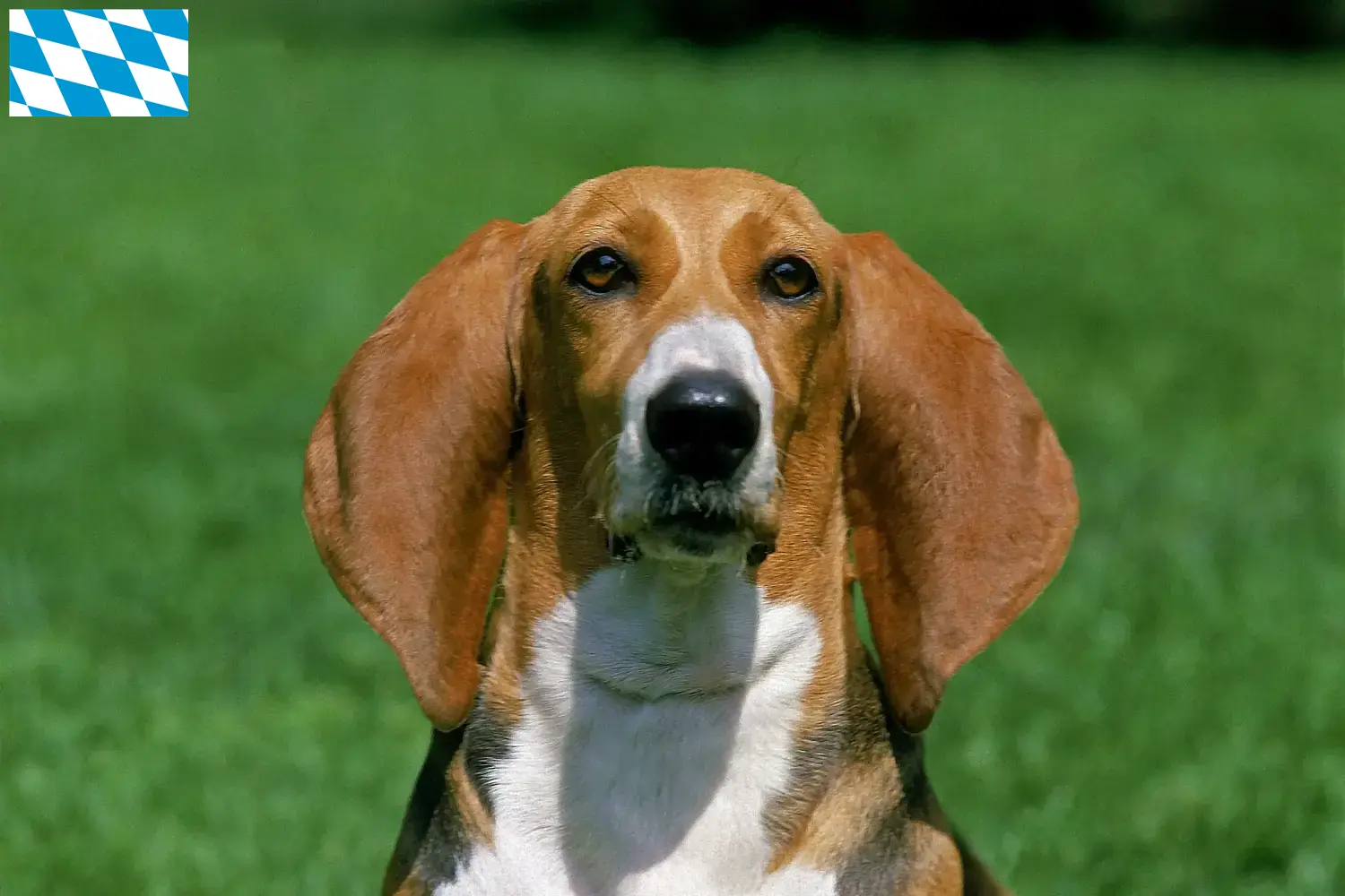 Basset Artésien Normand Chiots et éleveurs Bavière Ici vous trouverez des éleveurs de Basset Artésien Normand en Bavière.