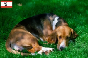 Lire la suite à propos de l’article Basset Artésien Normand Éleveurs et chiots à Berlin