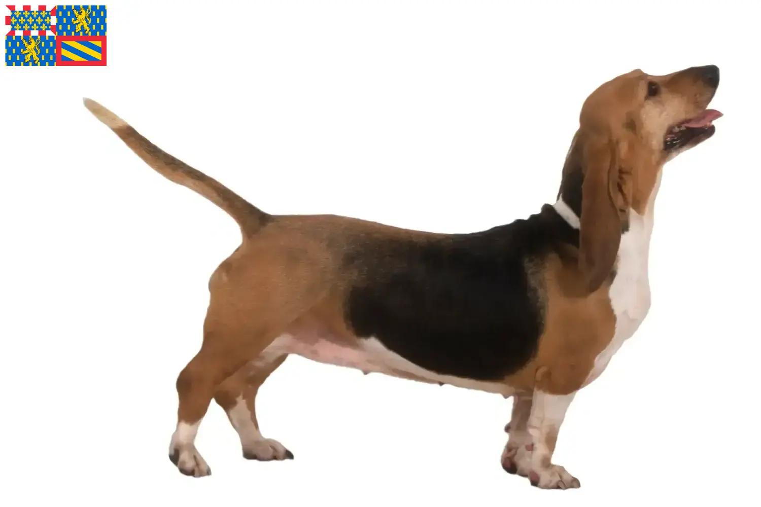 Basset Artésien Normand Chiots et éleveurs Bourgogne-Franche-Comté Ici tu trouves des éleveurs de Basset Artésien Normands en Bourgogne-Franche-Comté.