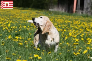 Lire la suite à propos de l’article Basset Artésien Normand Éleveurs et chiots à Brême
