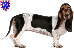 Lire la suite à propos de l’article Basset Artésien Normand Éleveurs et chiots en Centre-Val de Loire