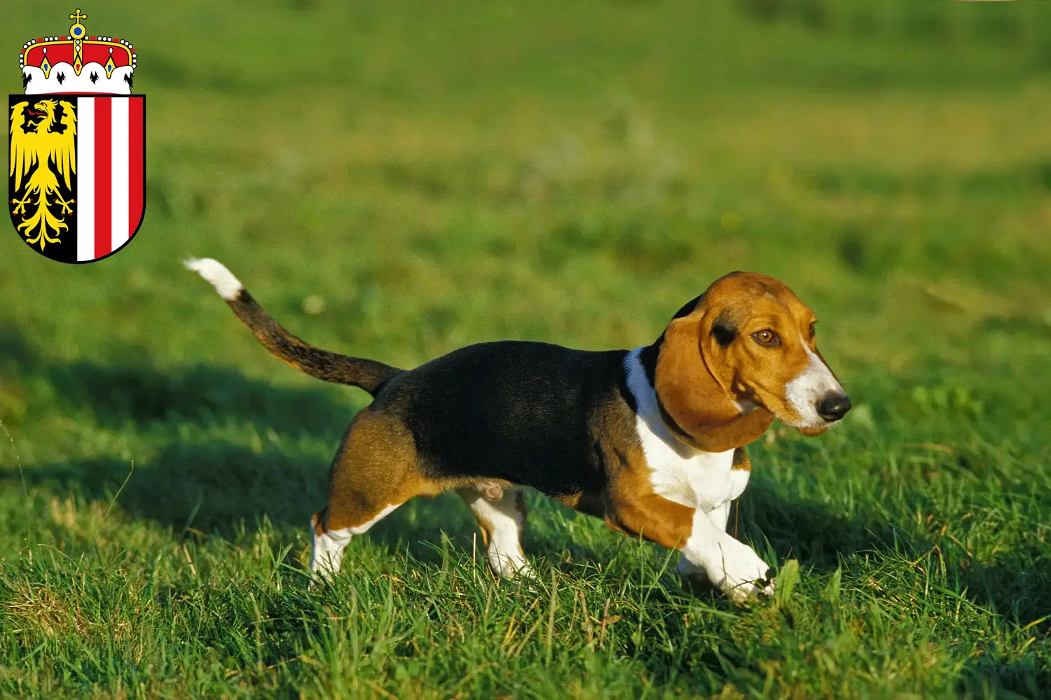 Basset Artésien Normand Chiots et éleveurs Haute-Autriche Ici vous trouverez des éleveurs de Basset Artésien Normand en Haute-Autriche.
