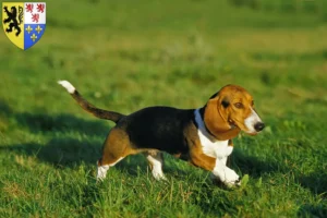 Lire la suite à propos de l’article Basset Artésien Normand Éleveurs et chiots en Hauts-de-France
