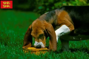 Lire la suite à propos de l’article Basset Artésien Normand éleveurs et chiots en Normandie
