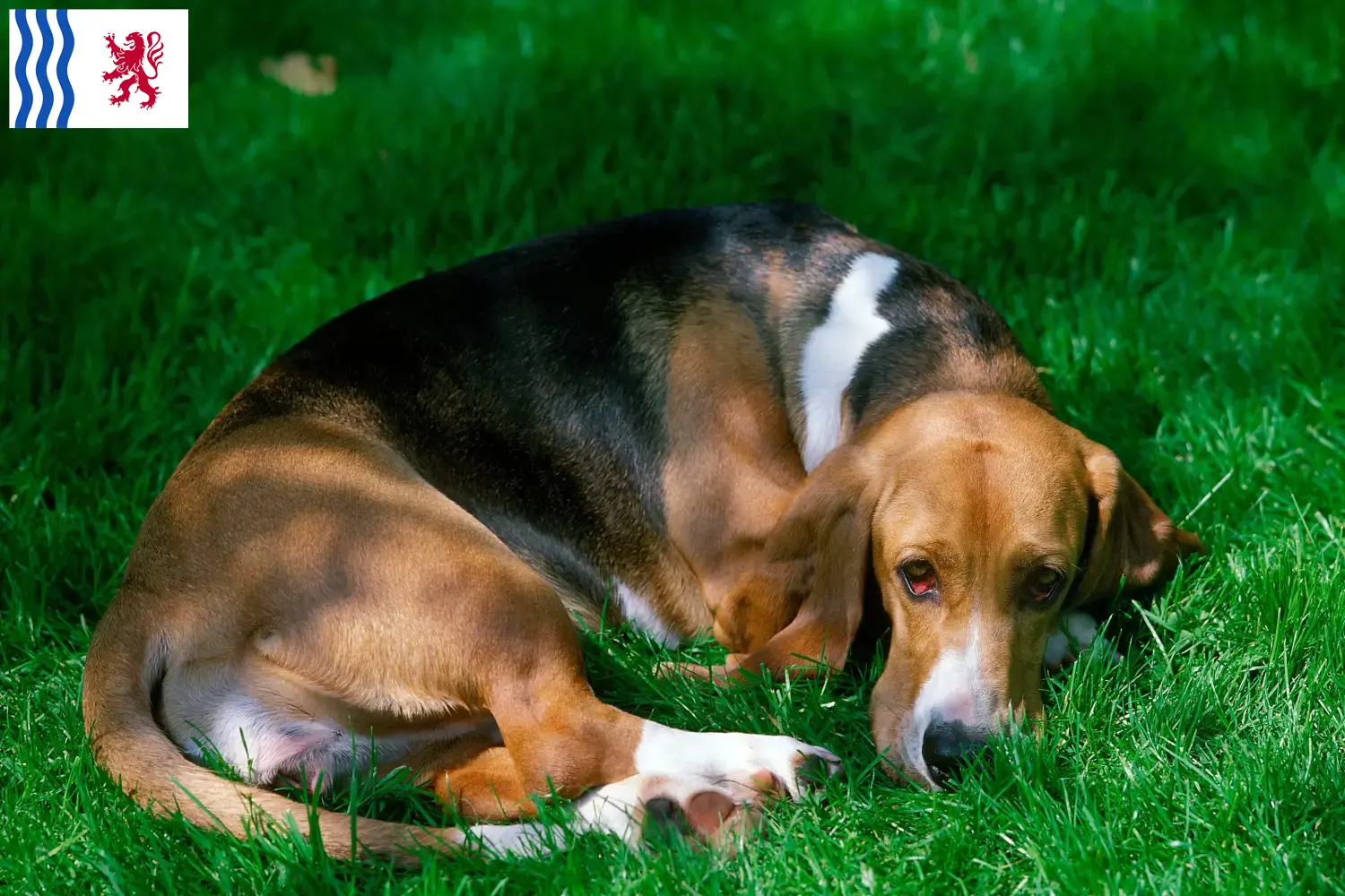 Basset Artésien Normand Chiots et éleveurs Nouvelle-Aquitaine Ici tu trouves des éleveurs de Basset Artésien Normands en Nouvelle-Aquitaine.