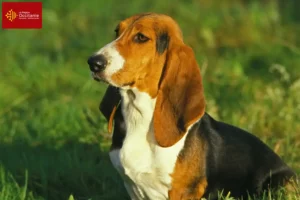 Lire la suite à propos de l’article Basset Artésien Normand éleveurs et chiots en Occitanie