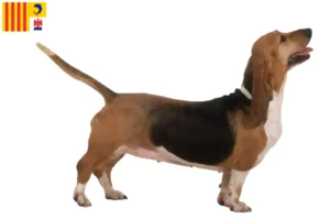 Lire la suite à propos de l’article Basset Artésien Normand éleveurs et chiots en Provence-Alpes-Côte d’Azur
