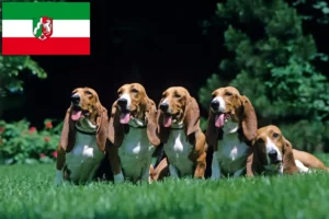 Lire la suite à propos de l’article Basset Artésien Normand Éleveurs et chiots en Rhénanie-du-Nord-Westphalie