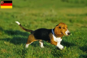 Lire la suite à propos de l’article Basset Artésien Normand Éleveurs et chiots en Rhénanie-Palatinat