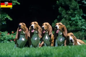 Lire la suite à propos de l’article Basset Artésien Normand éleveurs et chiots en Sarre