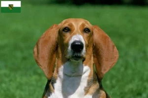 Lire la suite à propos de l’article Basset Artésien Normand éleveurs et chiots en Saxe