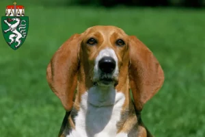 Lire la suite à propos de l’article Basset Artésien Normand éleveurs et chiots en Styrie