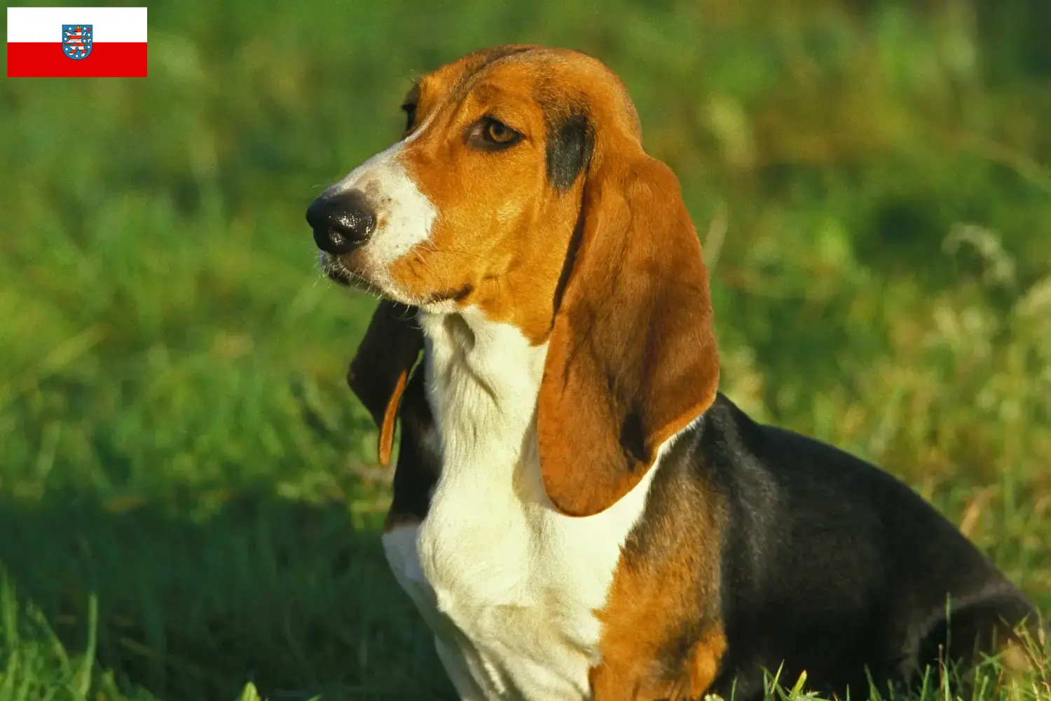 Basset Artésien Normand chiots et éleveurs Thuringe Ici vous trouverez des éleveurs de Basset Artésien Normand en Thuringe.