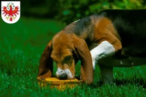 Lire la suite à propos de l’article Basset Artésien Normand éleveurs et chiots au Tyrol