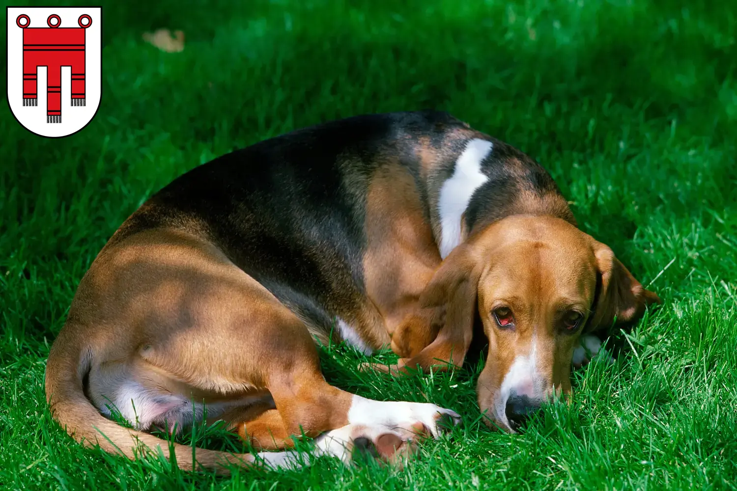 Basset Artésien Normand Chiots et éleveurs Vorarlberg Ici vous trouverez des éleveurs de Basset Artésien Normand dans le Vorarlberg.