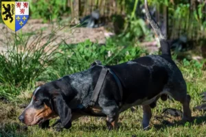 Lire la suite à propos de l’article Basset bleu de Gascogne Éleveurs et chiots en Hauts-de-France