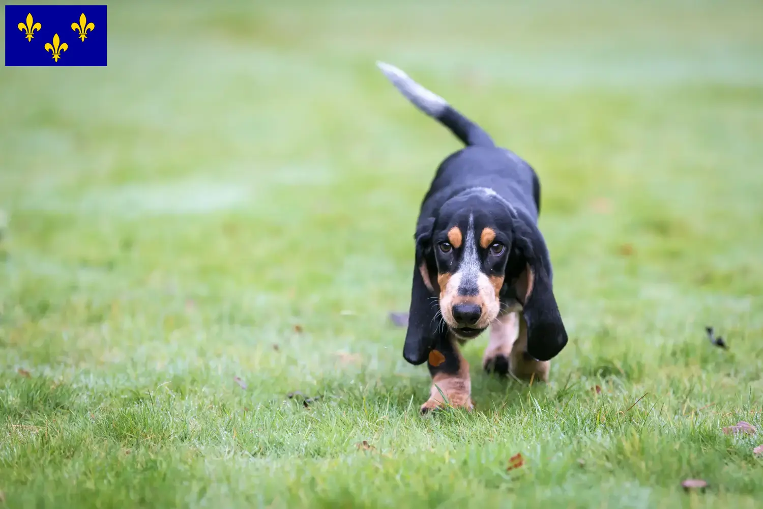 Basset bleu de Gascogne Chiots et éleveurs Île-de-France Ici tu trouves des éleveurs de Basset bleu de Gascogne en Île-de-France.
