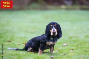 Lire la suite à propos de l’article Basset bleu de Gascogne Éleveurs et chiots en Normandie