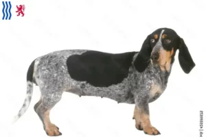 Lire la suite à propos de l’article Basset bleu de Gascogne Éleveurs et chiots en Nouvelle-Aquitaine