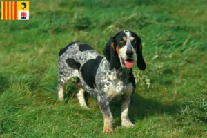 Lire la suite à propos de l’article Basset bleu de Gascogne éleveurs et chiots en Provence-Alpes-Côte d’Azur