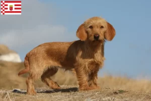 Lire la suite à propos de l’article Basset fauve de Bretagne éleveurs et chiots à Bremen