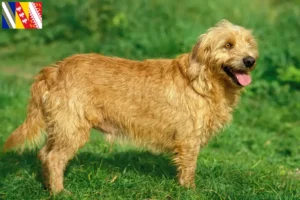 Lire la suite à propos de l’article Basset fauve de Bretagne éleveurs et chiots en Grand Est