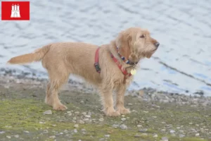 Lire la suite à propos de l’article Basset fauve de Bretagne éleveurs et chiots à Hambourg