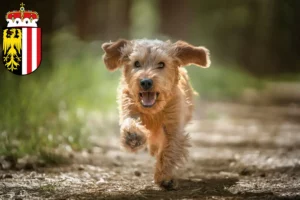 Lire la suite à propos de l’article Basset fauve de Bretagne éleveurs et chiots en Haute-Autriche