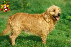 Lire la suite à propos de l’article Basset fauve de Bretagne éleveurs et chiots en Carinthie