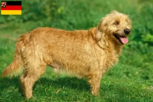 Lire la suite à propos de l’article Basset fauve de Bretagne éleveurs et chiots en Rhénanie-Palatinat