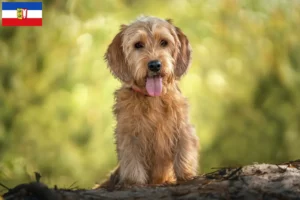 Lire la suite à propos de l’article Basset fauve de Bretagne éleveurs et chiots dans le Schleswig-Holstein