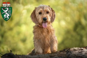 Lire la suite à propos de l’article Basset fauve de Bretagne éleveurs et chiots en Styrie