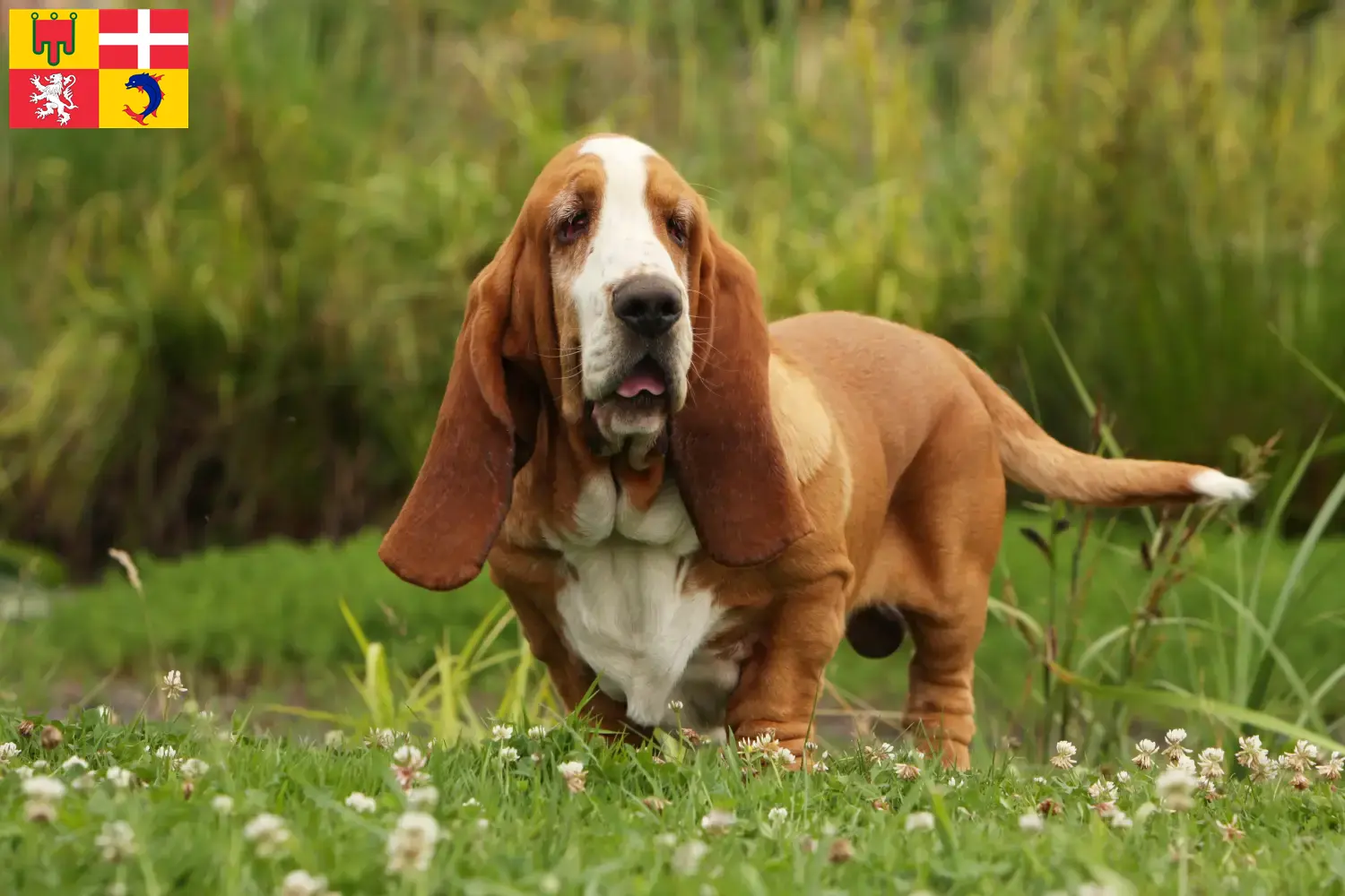 Basset Hound chiots et éleveurs Auvergne-Rhône-Alpes Ici tu trouves des éleveurs de Basset Hounds en Auvergne-Rhône-Alpes.