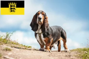 Lire la suite à propos de l’article Basset Hound éleveurs et chiots en Baden-Württemberg