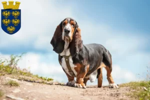 Lire la suite à propos de l’article Basset Hound éleveurs et chiots en Basse-Autriche