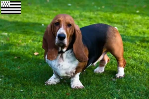 Lire la suite à propos de l’article Éleveurs de bassets et chiots en Bretagne