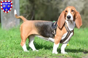 Lire la suite à propos de l’article Éleveurs de Basset Hound et chiots en Centre-Val de Loire