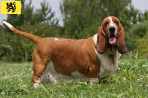 Lire la suite à propos de l’article Éleveurs de Basset Hound et chiots en Flandre