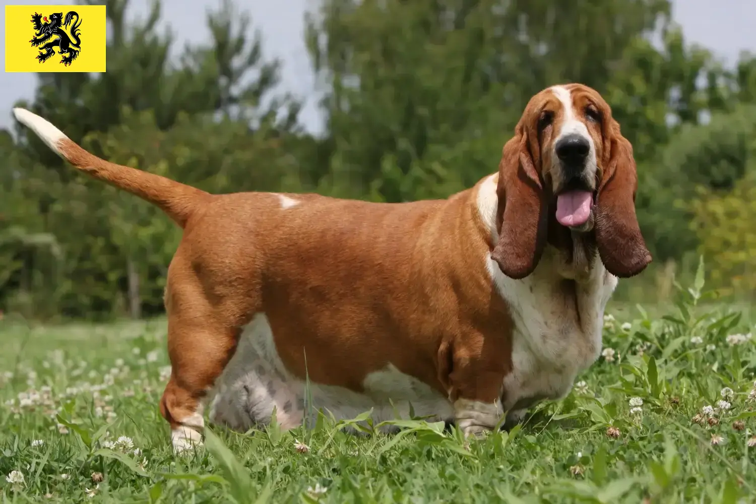Basset Hound chiots et éleveurs Flandre Ici vous trouverez des éleveurs de Basset Hounds en Flandre.