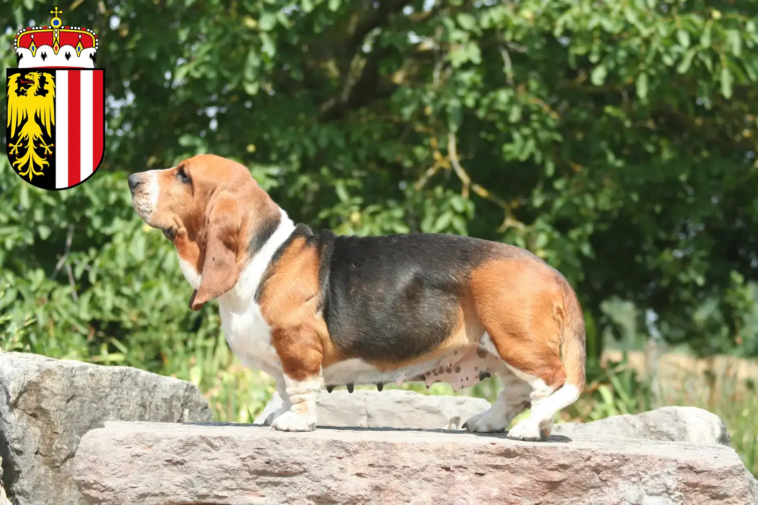 Basset Hound chiots et éleveurs Haute-Autriche Ici tu peux trouver des éleveurs de Basset Hound en Haute-Autriche.
