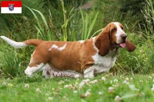 Lire la suite à propos de l’article Basset Hound éleveurs et chiots en Hesse