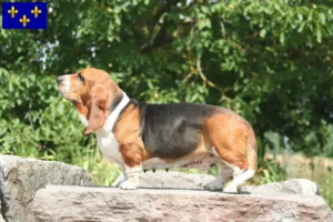 Lire la suite à propos de l’article Éleveurs de Basset Hound et chiots en Île-de-France